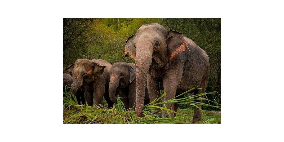 From internal support to elephants in the forest – PBAF Annual meeting 2023